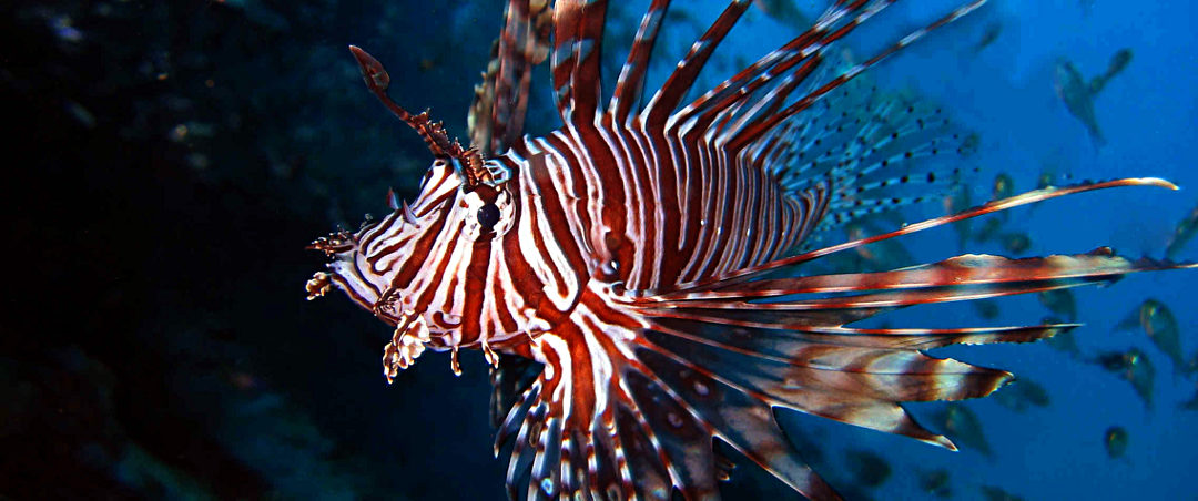 lionfish